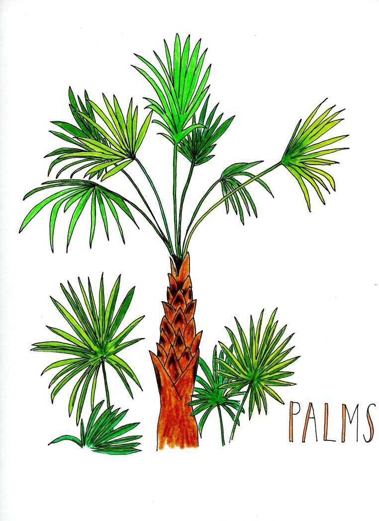palms001